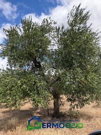 Terreno Uliveto Ruvo di Puglia