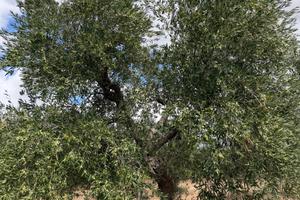 Terreno Uliveto Ruvo di Puglia
