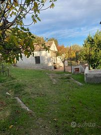 Terreno con 200 piante di olivo Chiaromonte PZ