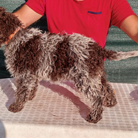 Lagotto romagnolo selezionato con pedigree ENCI