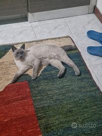 gatto Bobtail