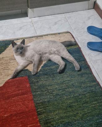 gatto Bobtail