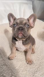 Cucciolo bulldog francese esotico- sable tan