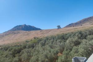 Oliveto IGP 3,3 ettari