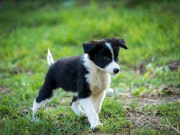 Cuccioli border collie due mesi