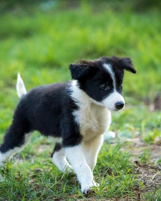 Cuccioli border collie due mesi