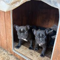 Cuccioli bulldog francese