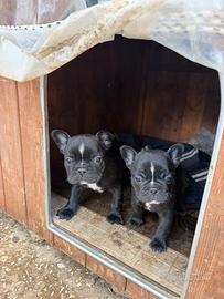 Cuccioli bulldog francese