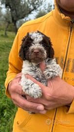 Lagotto romagnolo