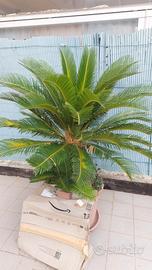 2 palme nane