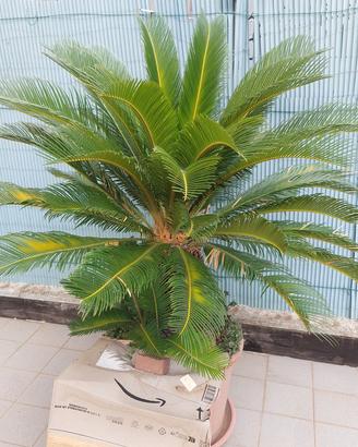 2 palme nane