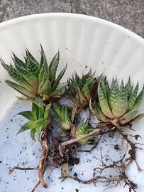 Talee d aloe vera