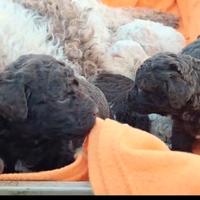 Lagotto romagnolo cuccioli