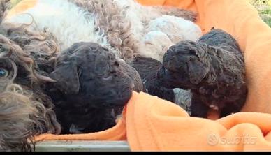 Lagotto romagnolo cuccioli