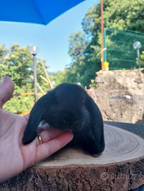 Conigli nani ariete total black