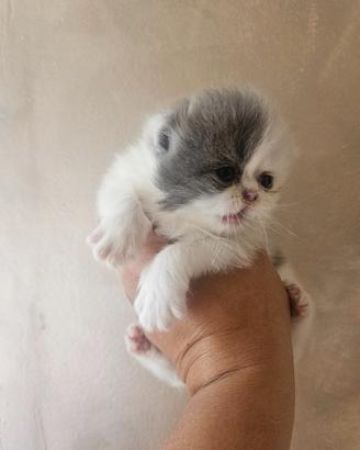 Gatto persiano gatta persiana