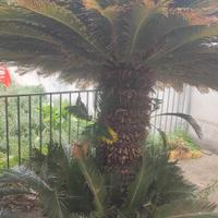 cycas 70/90 anni altezza oltre 2 mt