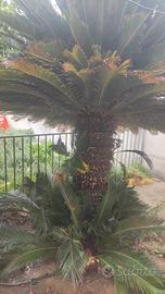 cycas 70/90 anni altezza oltre 2 mt