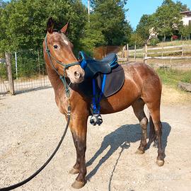 Puledra 3 anni