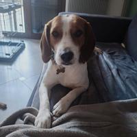 Cane Beagle