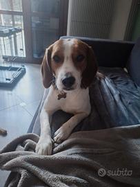 Cane Beagle