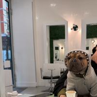 Bulldog francese esotico x monta