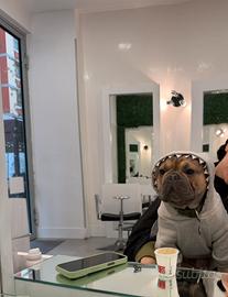 Bulldog francese esotico x monta