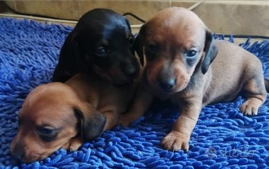 Cuccioli nero focato e fulvi