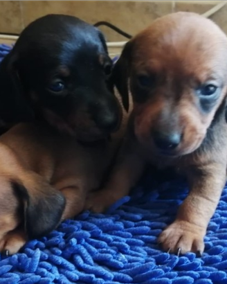 Cuccioli nero focato e fulvi