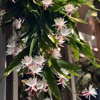 Epiphyllum pumillum pianta grassa