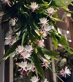 Epiphyllum pumillum pianta grassa