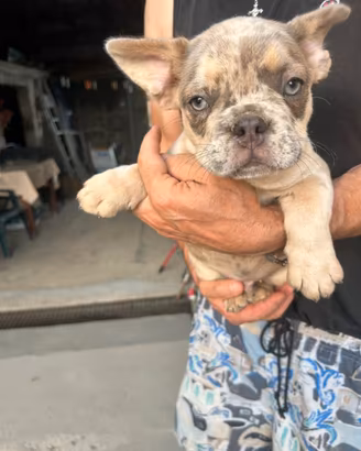 Maschietto bulldog francese lilac merle tan