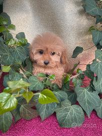 Cuccioli di Maltipoo