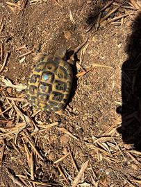 Testudo Hermanni Hermanni