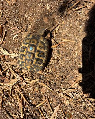 Testudo Hermanni Hermanni