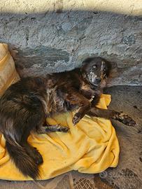 Cane femmina sterilizzata