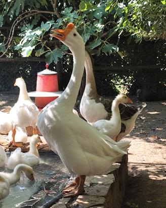 Oche cignoidi bianche