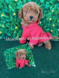Barboncino maschio Toy