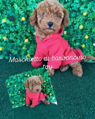 Barboncino maschio Toy