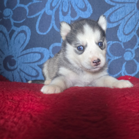 Cuccioli husky siberian