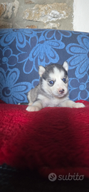 Cuccioli husky siberian