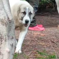 Pastore del Asia centrale