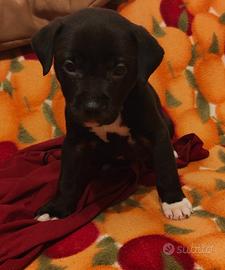 Cuccioli di Pitbull 2 mesi