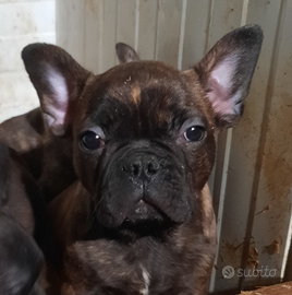 Bulldog francese