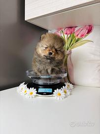 Spitz 500 grammi CUCCIOLO maschio 2 mesi
