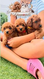 Cuccioli di barboncino Toy