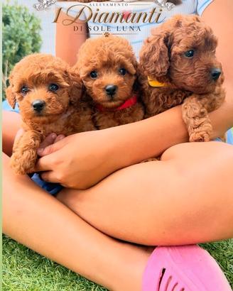 Cuccioli di barboncino Toy