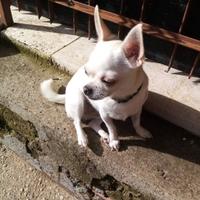 Chihuahua coppia recupero spese