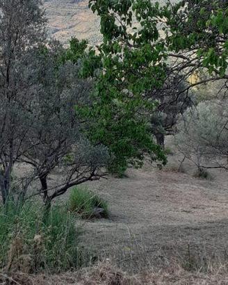 Vsp305 - san fratello, terreno di 3000 mq con