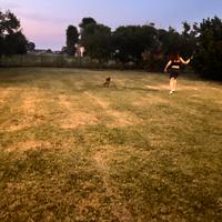 Soggiorno cani